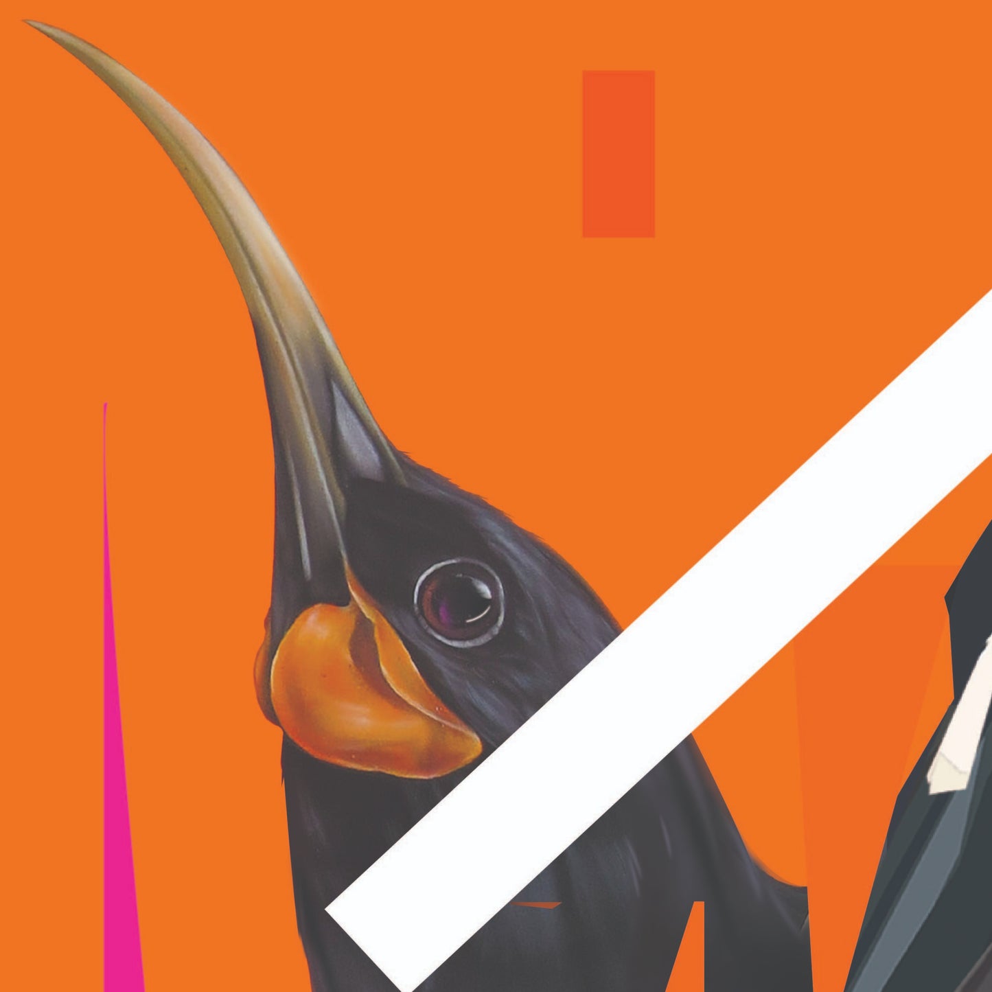Side on close up of Huia beak , eye and neck on an orange back ground.