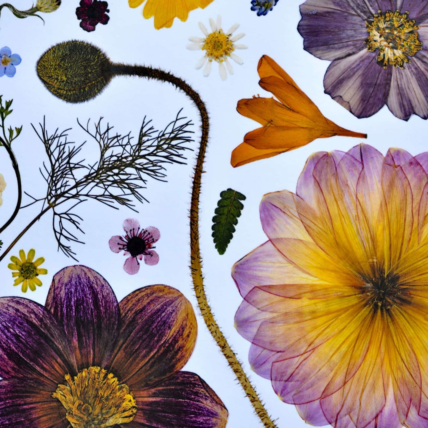Detail of Pressed flowers and leaves on a white background
