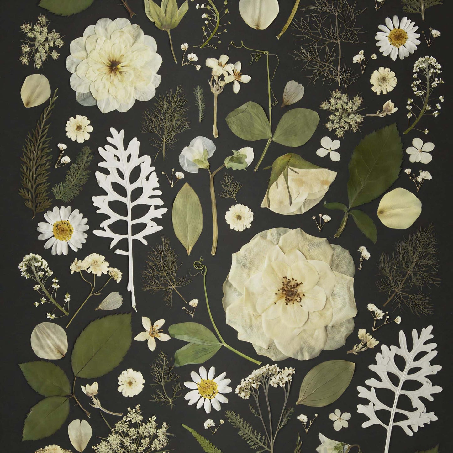 Detail of a botanical print with white flowers and green leaves on a dark background