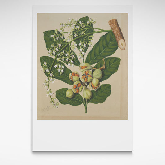 Botanical print from 1885
