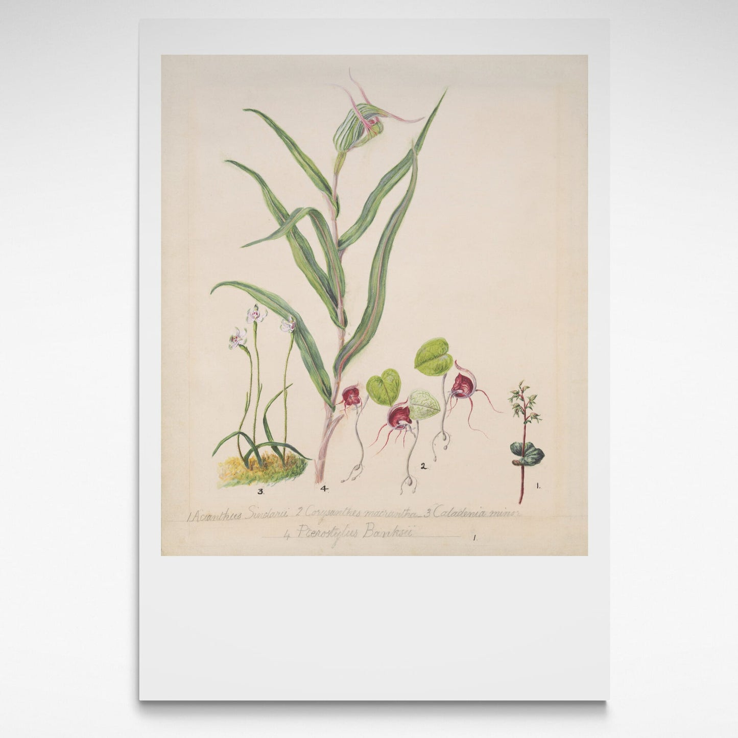 Botanical print of NZ native orchids from 1885