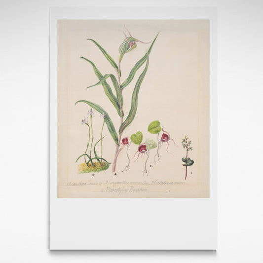 Botanical print of NZ native orchids from 1885