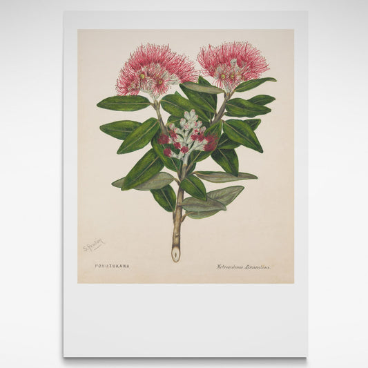 Botanical illustration of Pohutukawa