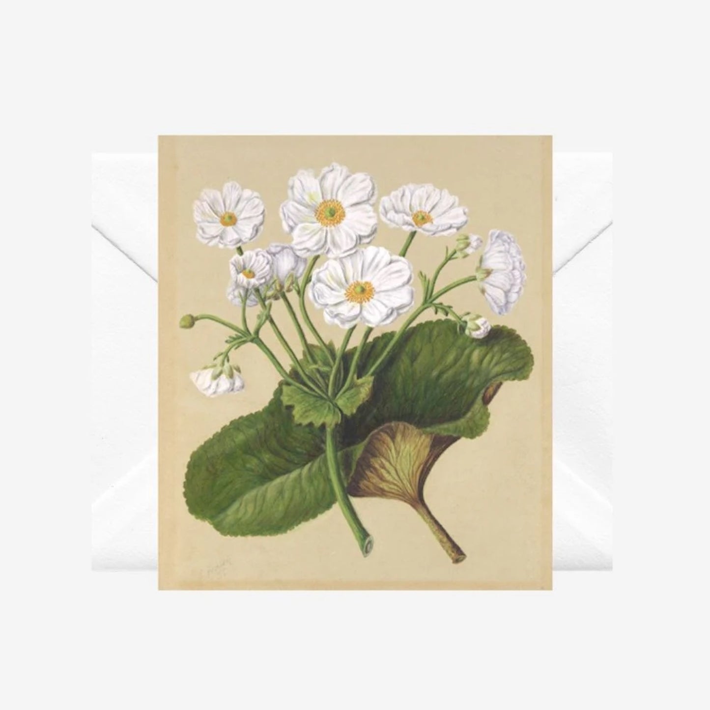 Mount Cook Lily, Note Card