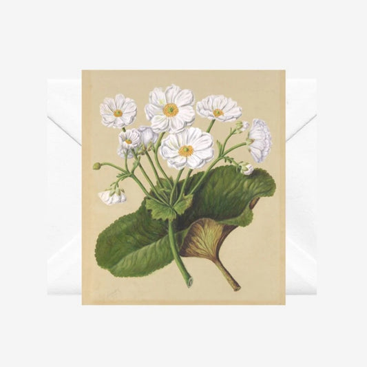 Mount Cook Lily, Note Card
