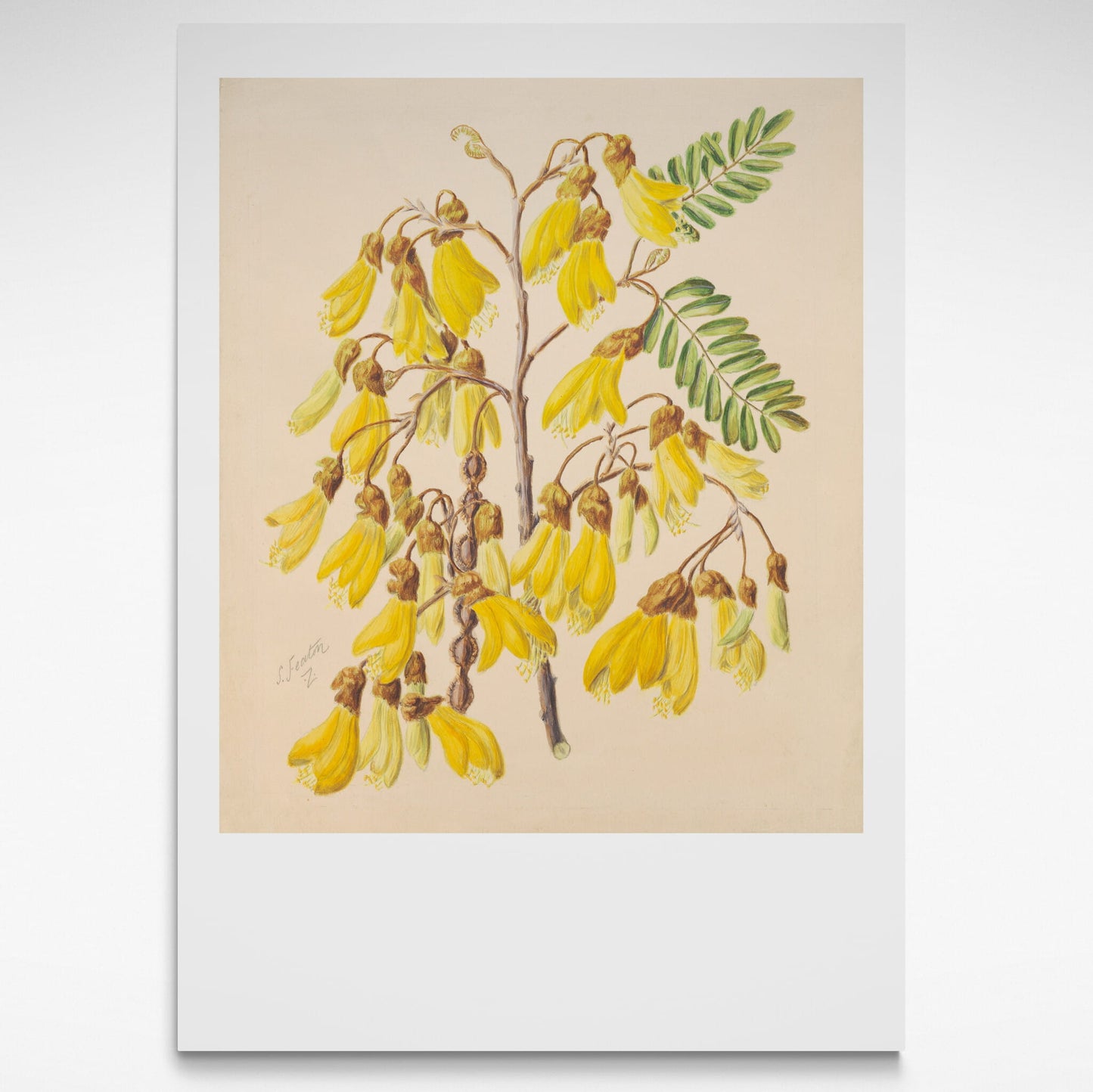 Botanical print of yellow Kowhai flowers