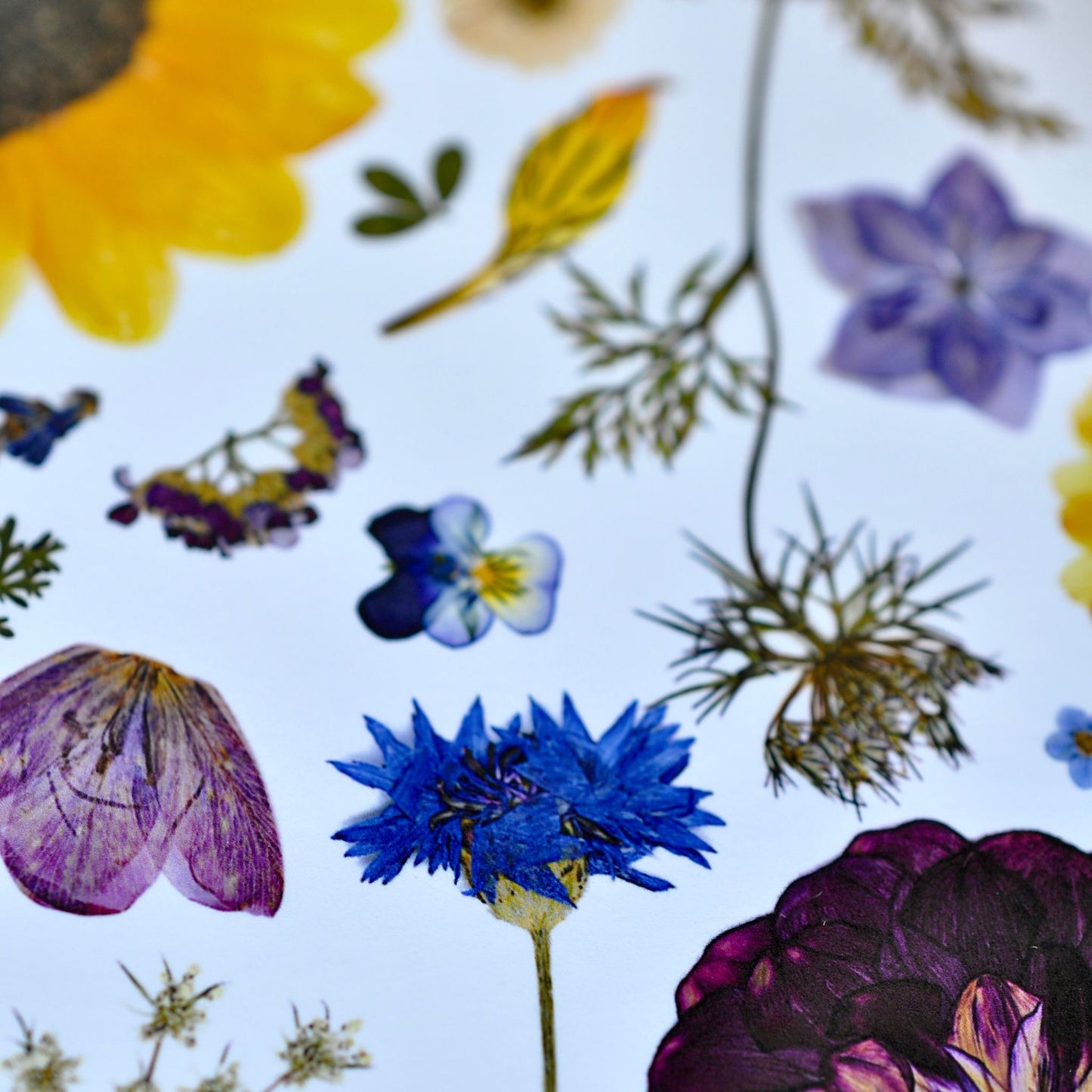 Detail of Pressed flowers and leaves on a white background