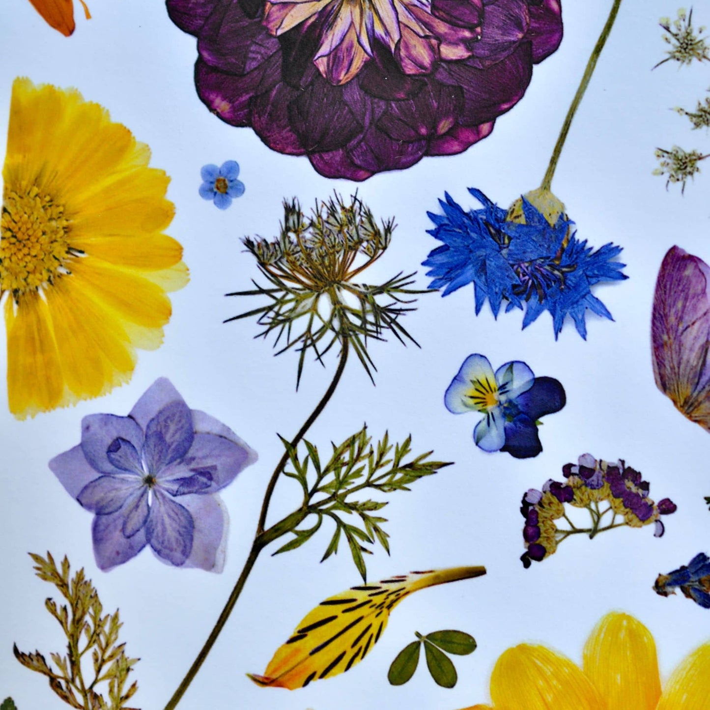 Detail of Pressed flowers and leaves on a white background