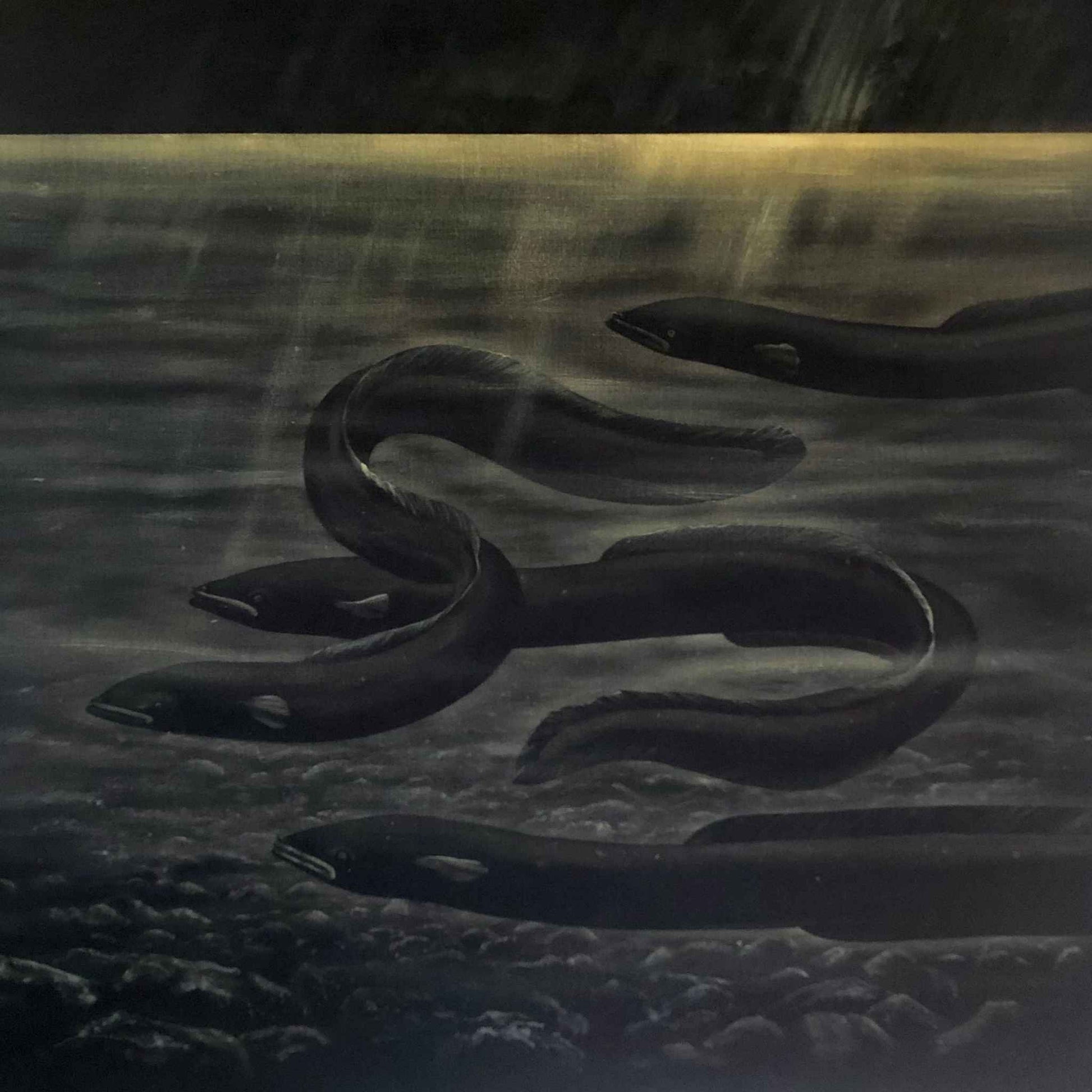 Four Eels by Paula Coulthard, limited edition canvas print featuring four long-fin tuna, swimming underwater in a moody, low-light scene with a glowing horizon, shown against a light gray background.