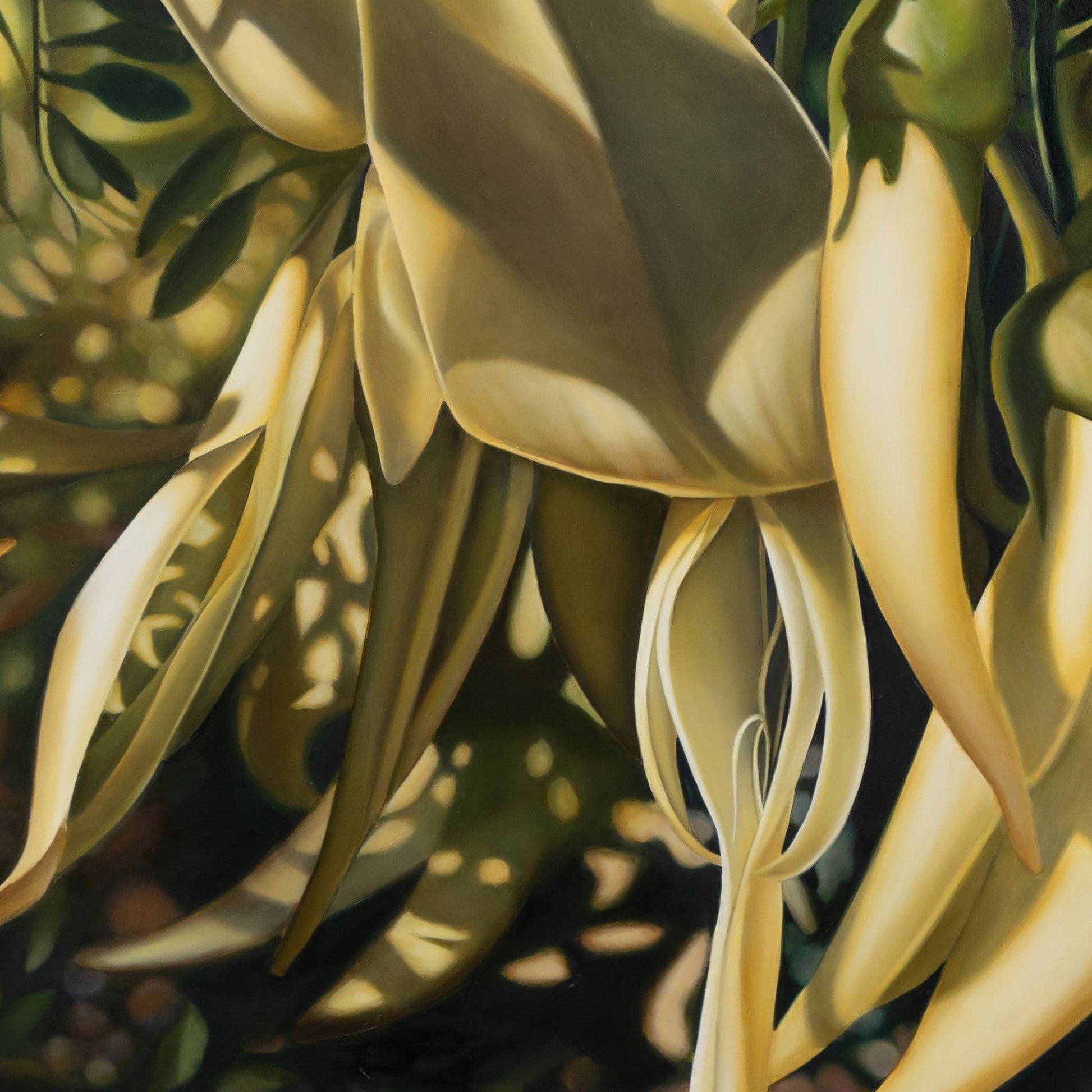 Closeup of a print of white kakabeak by Rod Eales