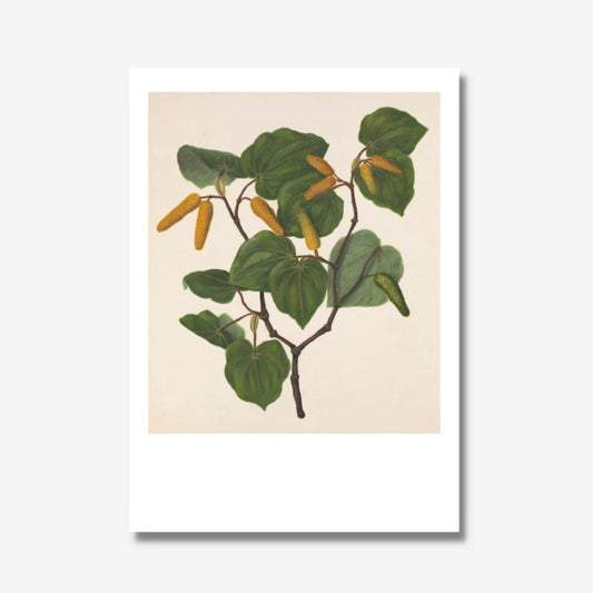 Botanical print of a Kawakawa branch