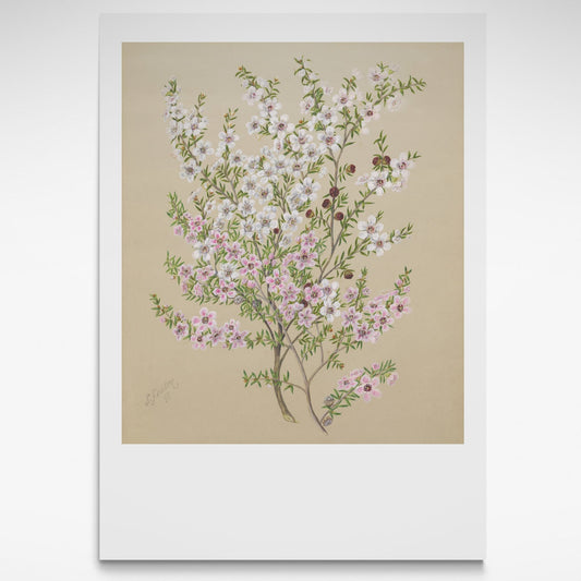 Print of branches of Manuka with pink and white flowers