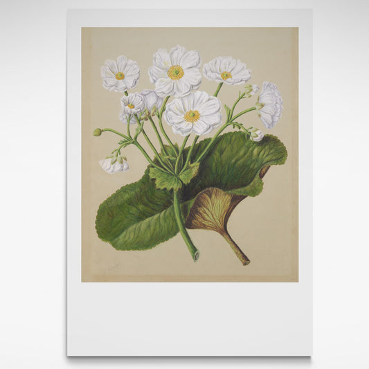 Botanical Print of Mount Cook Lily flowers and leaf