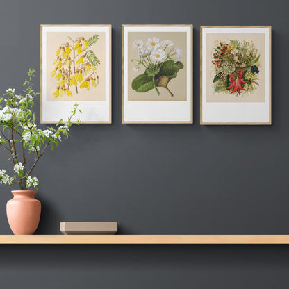 Three framed botanical prints hanging above shelf