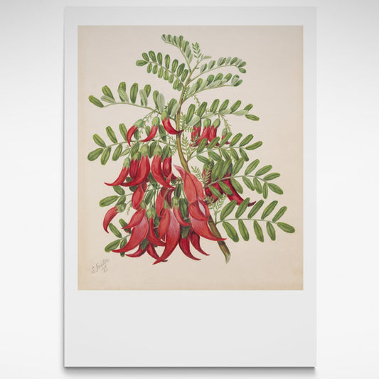 Botanical print of red Kowhai and green leaves.