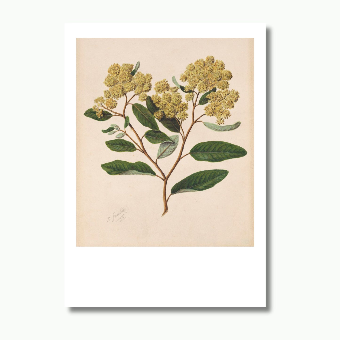 Vintage botanical illustration of Kumerahou, a native New Zealand shrub with yellow flowers