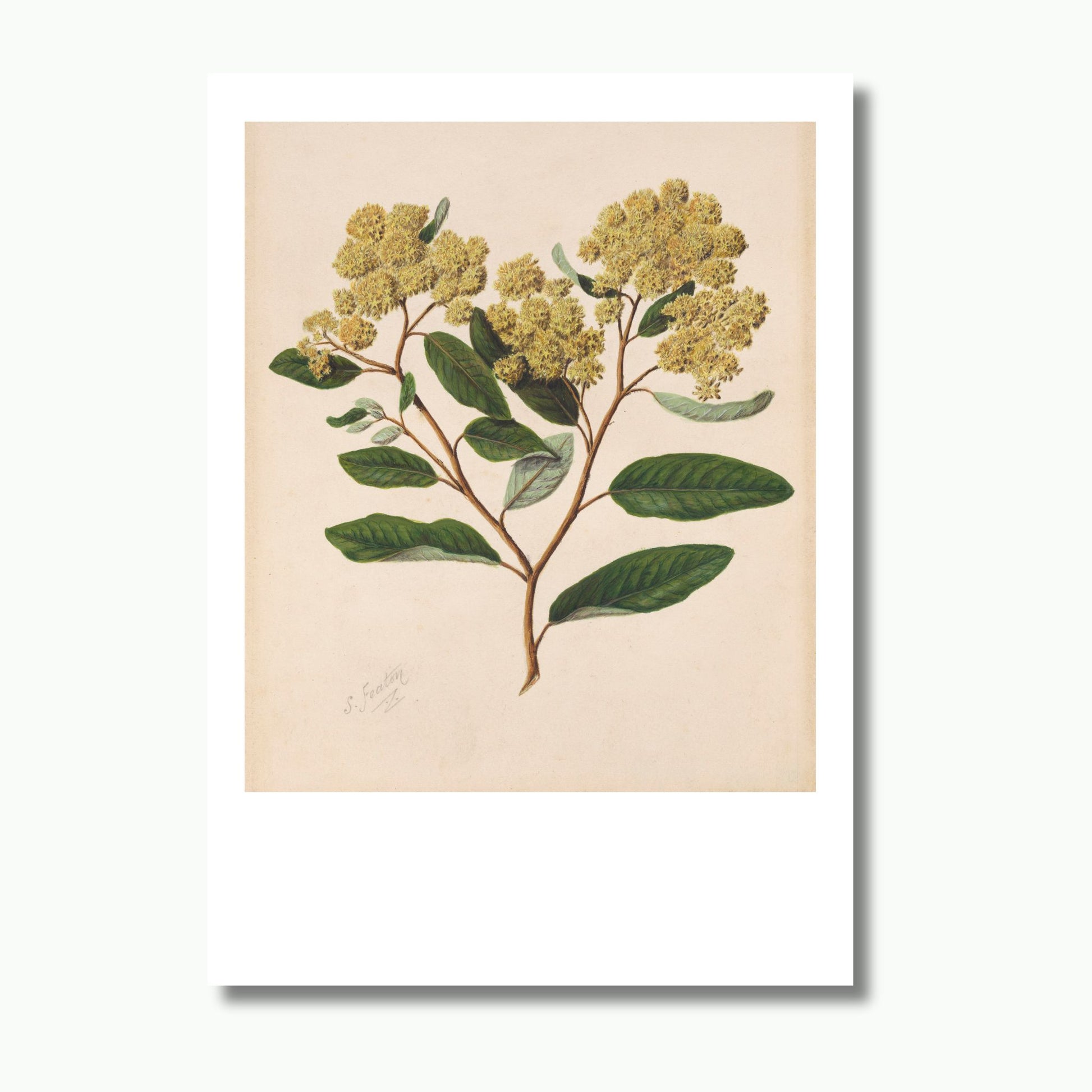 Vintage botanical illustration of Kumerahou, a native New Zealand shrub with yellow flowers