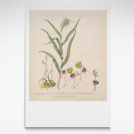 Botanical print of NZ native orchids from 1885 