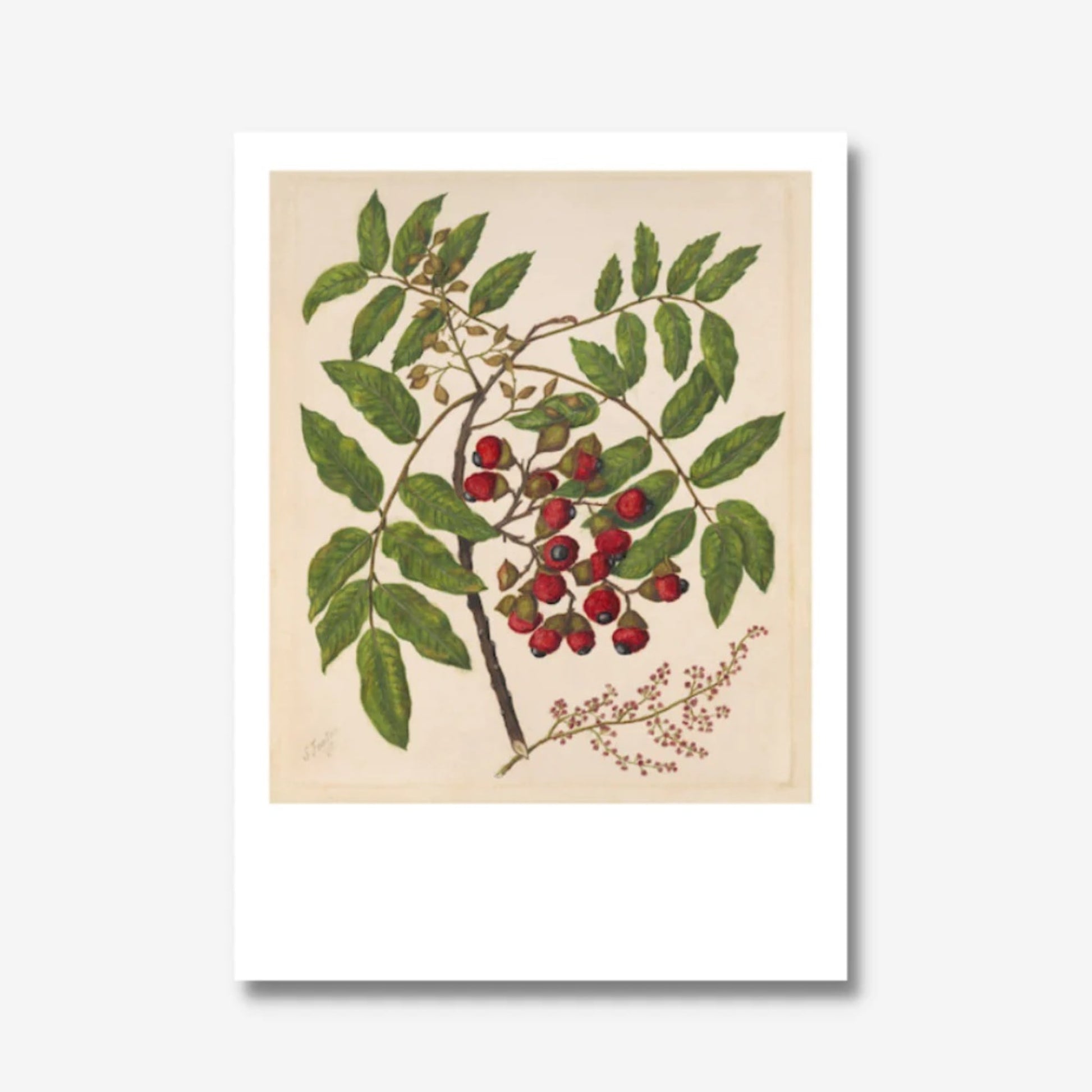 Botanical print of a Titoki branch